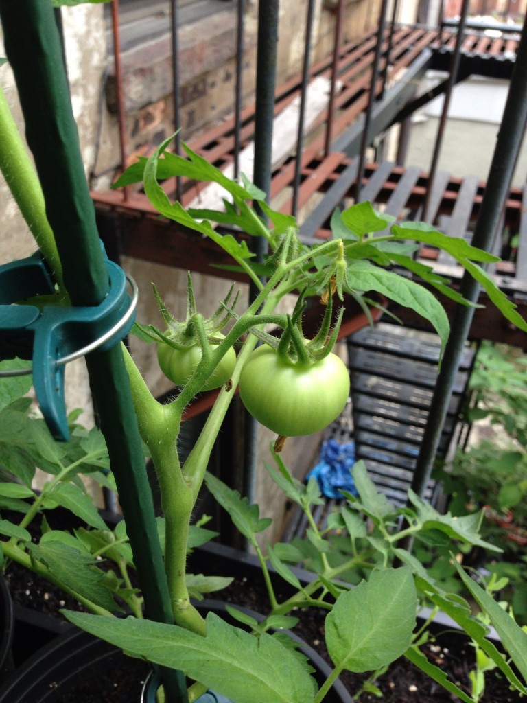 First Beefsteak Tomatoes