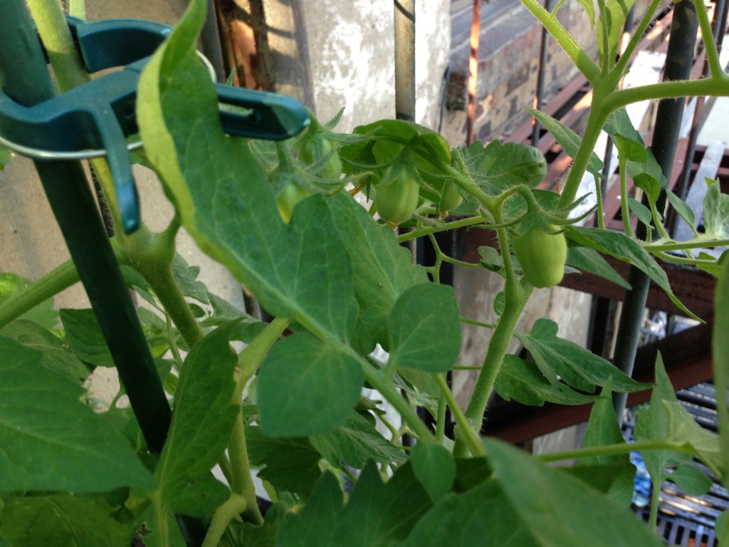 Plum Tomato Plant