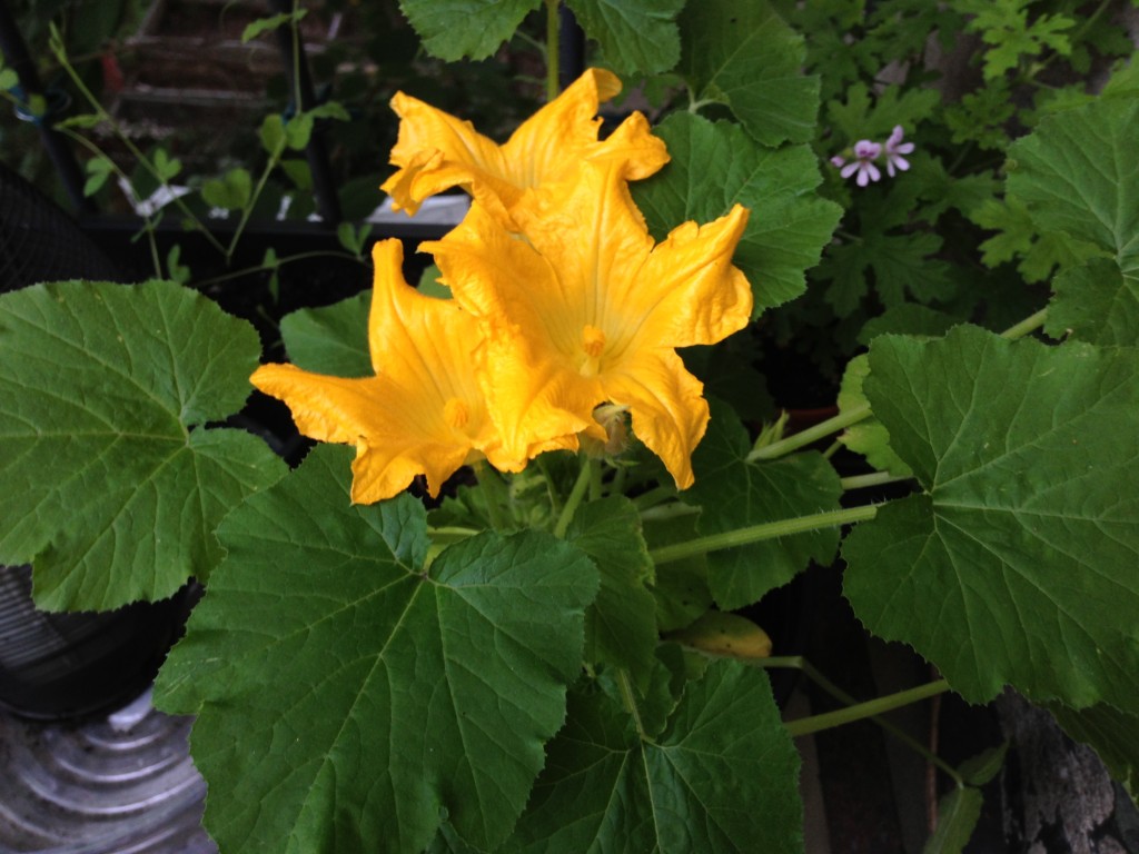 Zucchini with Male Flowers 2